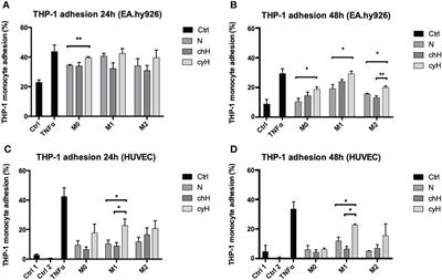 The impact of macrophages on endothelial cells is potentiated by cycling hypoxia: Enhanced tumor inflammation and metastasis